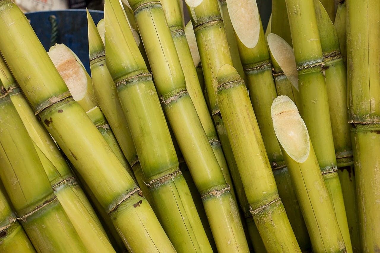 Canas-de-açúcar colhidas e empilhadas, com os cortes das pontas à mostra